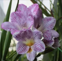 3. Полосатые Xuexuelan 5 шаров+2 пачки органических удобрений