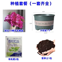 5. Роза Красный Сянсуэльский 10 голов+Жирный галопический бассейн+почва+2 упаковки удобрения