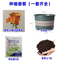 15. Orange Siangxuelan 10 голов+жирный кастрюль Gallophed+почва+2 упаковки удобрения