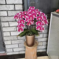 1. Генеральный