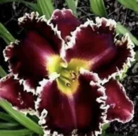 2. Возрождение Xiangxuelan 5 шаров+2 пачки органических удобрений