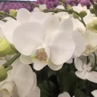 8. Белая красавица