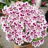 Стоматологический лепесток Greenopus Ported Flower Seartings, большие цветы, текущие четыре сезона, постоянно теряющая слава саженцев, балкон, балкон, хорошие цветы