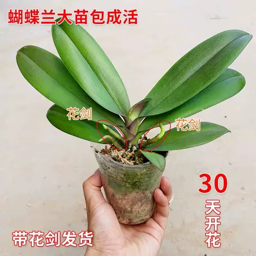 Двухцветный меч -меч Phalaenopsis в горшках орхидея Большие саженцы с цветочным мечом с цветочными почками с почками в четырех сезонах цветы, цветы, легко выращивать