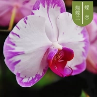 16. Любовь бабочки