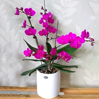 10. Полный небо красный --- Возьмите цветочный меч для доставки (цветение 30 дней)