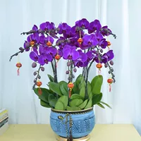 11. Фиолетовая красавица --- корабль с цветочным мечом (цветущий 30 дней)