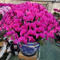 7. Большой перец с цветочным мечом (цветение 30 дней)