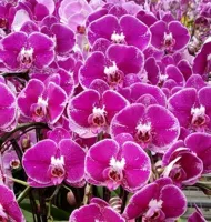 26. Большой богатый мастер --- Возьмите цветочный меч для доставки (цветение 30 дней)