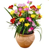 Импортированные Сянксуэльские размноженные горшечные растения с попящих с маленькими маленькими цветущими цветущими растениями.