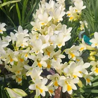 4. Кремовый белый Xiang Xeulan 5 шаров+2 мешки с органическими удобрениями