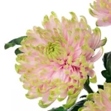 Four Seasons Crichisanthemum Searglings Большой хризантема маленький хризантем горшок с пинг -точками хризантемах хризантем съедобные кародачки хризантема и хорошие цветы и растения