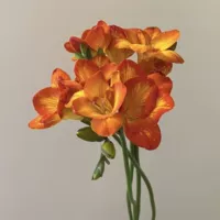 15. Orange Siangxuelan 5 шаров+2 мешки с органическими удобрениями [Bud ​​может быть гидропонным]]