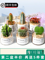 Net red cactus nordic wind potted live-resistant outdoor cold-resistant heat-resistant car table green planting golden crown cactus