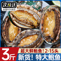 Special class abalone fresh extra-large seafood aquatic fresh live lettersize abalone dry wholesale Shunfeng