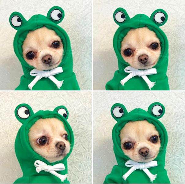 Spring and Autumn Pet Clothes Teddy Bomei Bichon Corgi method Chihuahua Cat Puppy Dog Funny Guard