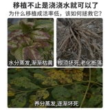 Растение антистингового агента сохранение цветов цветов ингибирует испарительные саженцы, саженцы, устойчивость к засухе, потерю воды, анти -японская скульптура