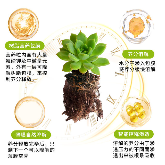 ຝຸ່ນພິເສດປ່ອຍຊ້າໆສໍາລັບ succulents, ຝຸ່ນ granular ຈຸດປະສົງທົ່ວໄປສໍາລັບພືດໃນຄົວເຮືອນແລະດອກ, ໄນໂຕຣເຈນ, phosphorus ແລະ potassium ທາດປະສົມຄວບຄຸມການປ່ອຍອອກຕົວຍາວ.