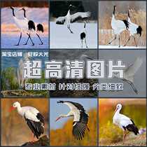 Super high-definition picture white stork egret red-crowned crane white crane crane bird wildlife lake lake water material