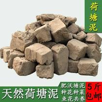 Pond mud turtle raising pond fish pond lotus pond soil nutritious soil vegetable planting flower mud lotus water lily planting soil