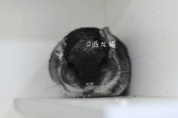 Q Dragon Cat Life Hall with long - headed gene with blue - gene velvet black dragon cat DD