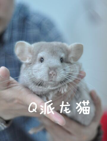 Double Ear Nail Descendants Shallow Coffee Dragon Cat MM (Sold Stay)