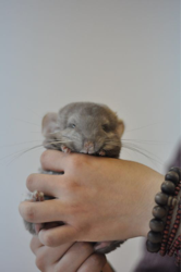 Round-faced coffee dragon cat living DD (sold for record)