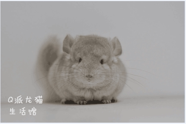 Double Ear Nail Offspring Angola Long Hair Gene Beige Round Face Dragon Cat Living DD (has been out of the stall)