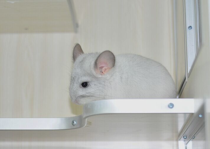 Purple spotted dragon cat MM (with purple belt long) with long hair gene sold for a stay