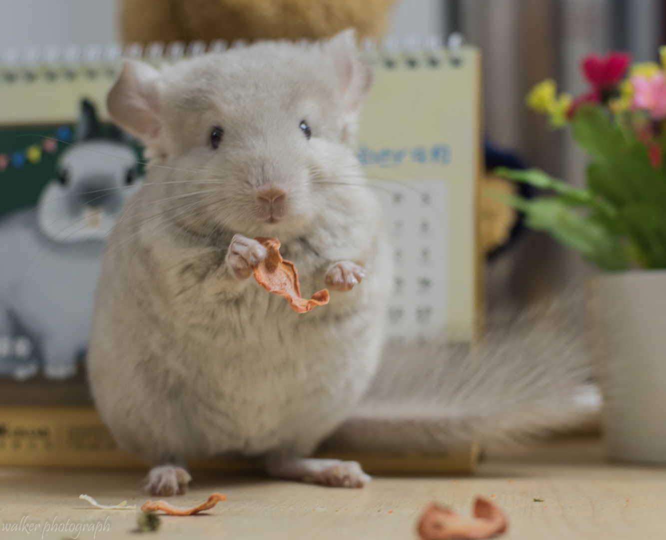 Q Patron cat Angola's long-hairy gene golden dragon cat living public 75 gene (sold)