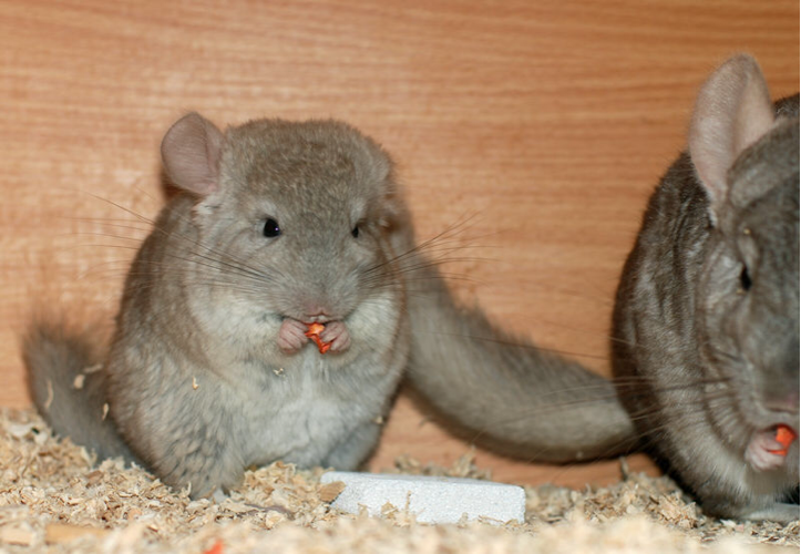 Q Patron cat -75% carries long-hairy gene rice-coloured dragon cat brother (sold for stay)