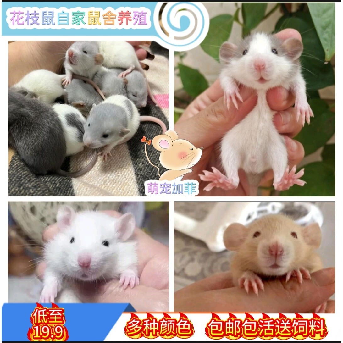 萌宠必备,花枝鼠开启你的温馨时光🥰💕-仓鼠-淘宝好物网