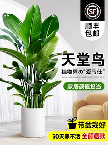 Paradise Bird Pot, посаженные зелеными растениями.