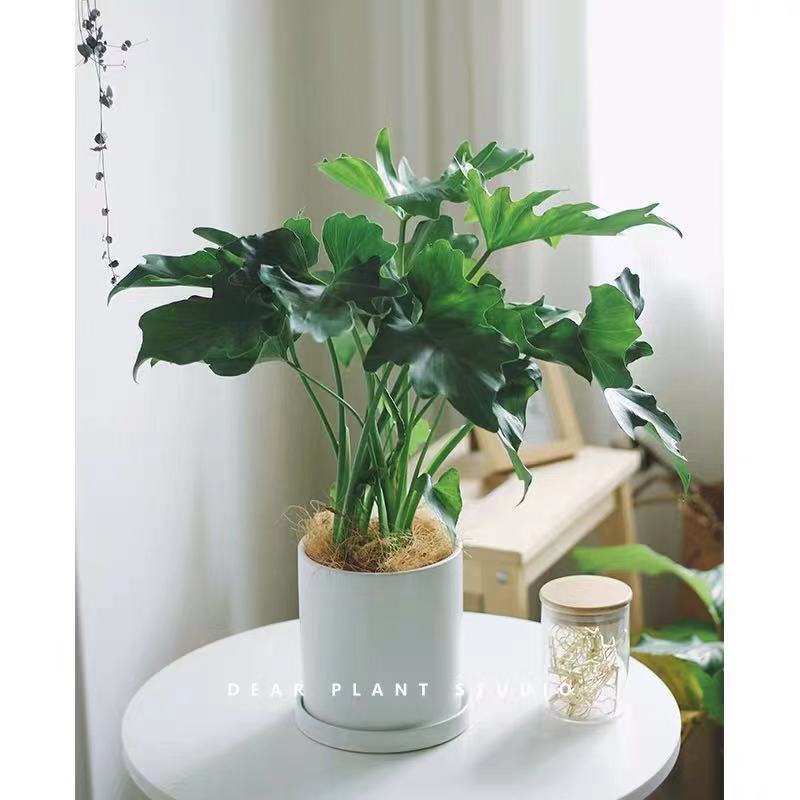 Spring Feather Pot Angel Green Plant Large Leaves Interior Flowers for Banghai Bamboo Growing Flowers