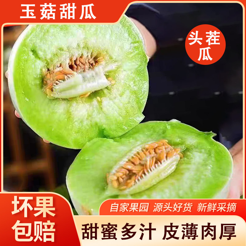 自家果园玉菇甜瓜新鲜采摘甜蜜多汁皮薄肉厚当季现摘源头好货生鲜
