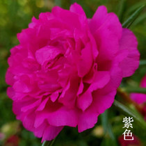 Imported new products Solar Flower Peony Peony Four Seasons Flower Round Sun Pot Plants