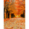 秋天的落叶123