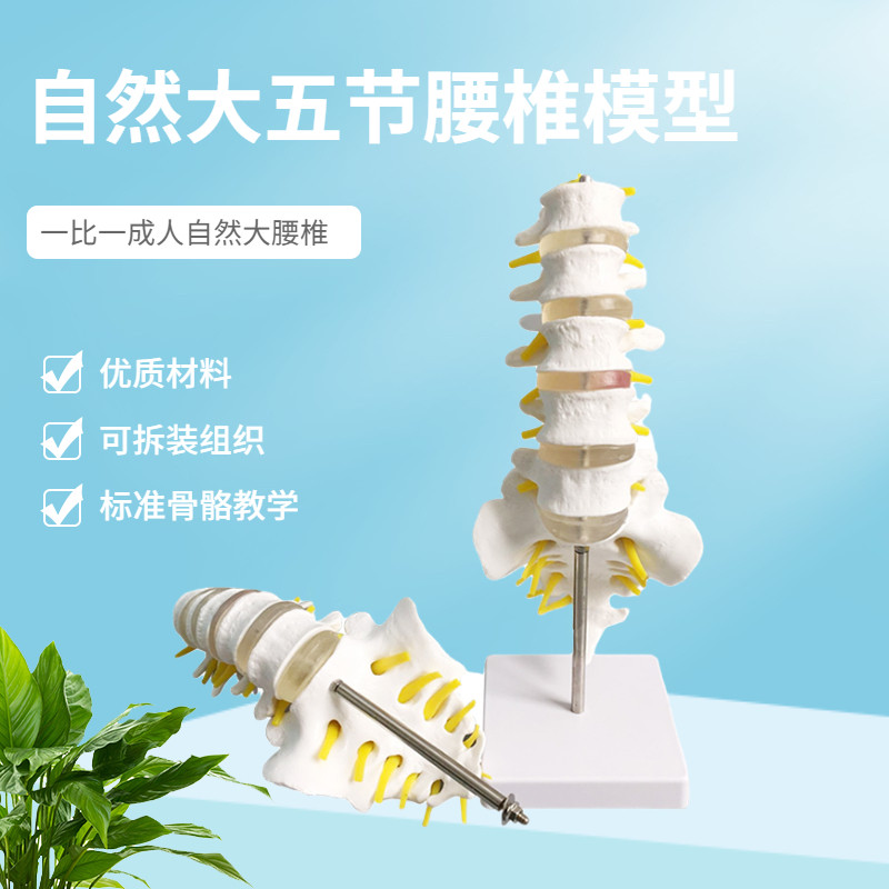 自然大一比一成人五节腰椎带尾椎模型 人体骨骼模型 腰椎间盘演示