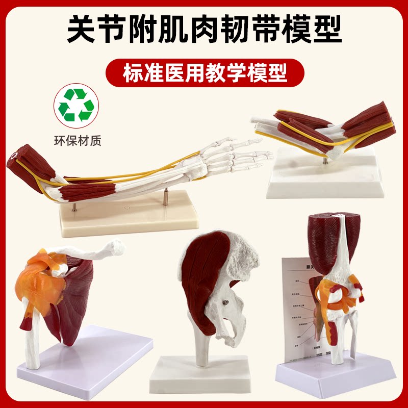 仿真人体手肘髋膝肩锁关节肌肉神经韧带血管结构医学解剖骨骼模型