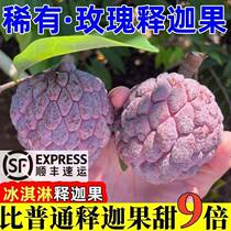 Rose red custard apple fresh in season custard apple Buddha head fruit soft and waxy sweet milk custard apple large fruit mani fruit