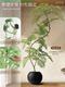 Artificial Jacaranda Green Plant Indoor Large Luxury Decorative Piece for Living Room, Floor-Standing Potted Plant, Faux Flower Tree