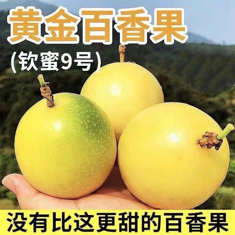钦农果苗培育基地的LOGO