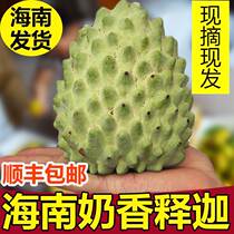 SF Hainan specialty pineapple custard apple seasonal fresh fruit custard apple custard apple super sweet 5 pounds