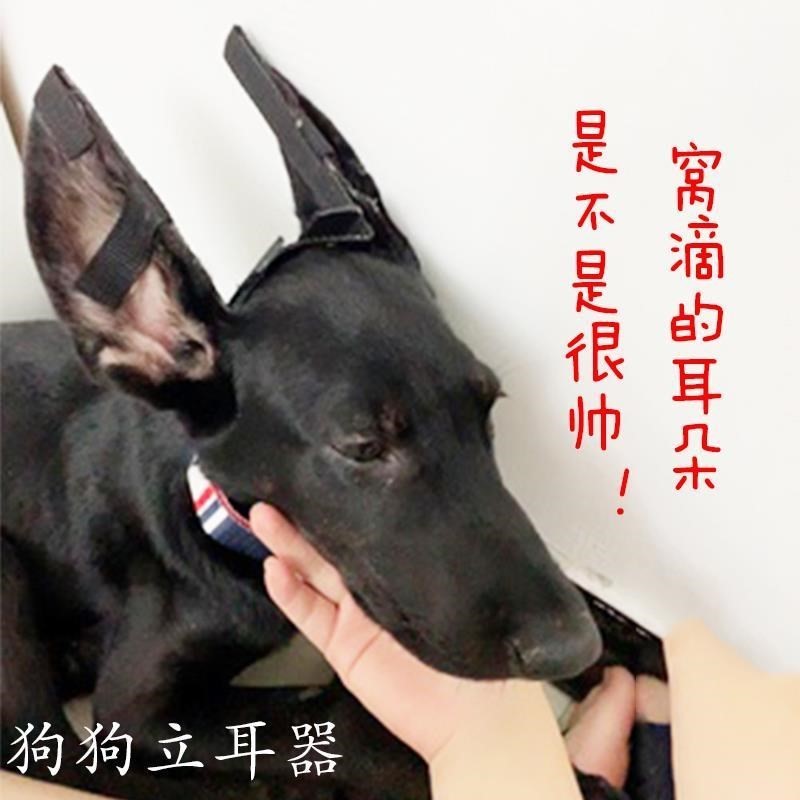 Lipper Puppies Puppies Puppies Ear Dogs Ancillary Ear Beads Durbin Black Wolf dog Depasture Erect Ear Stents Ear Correction