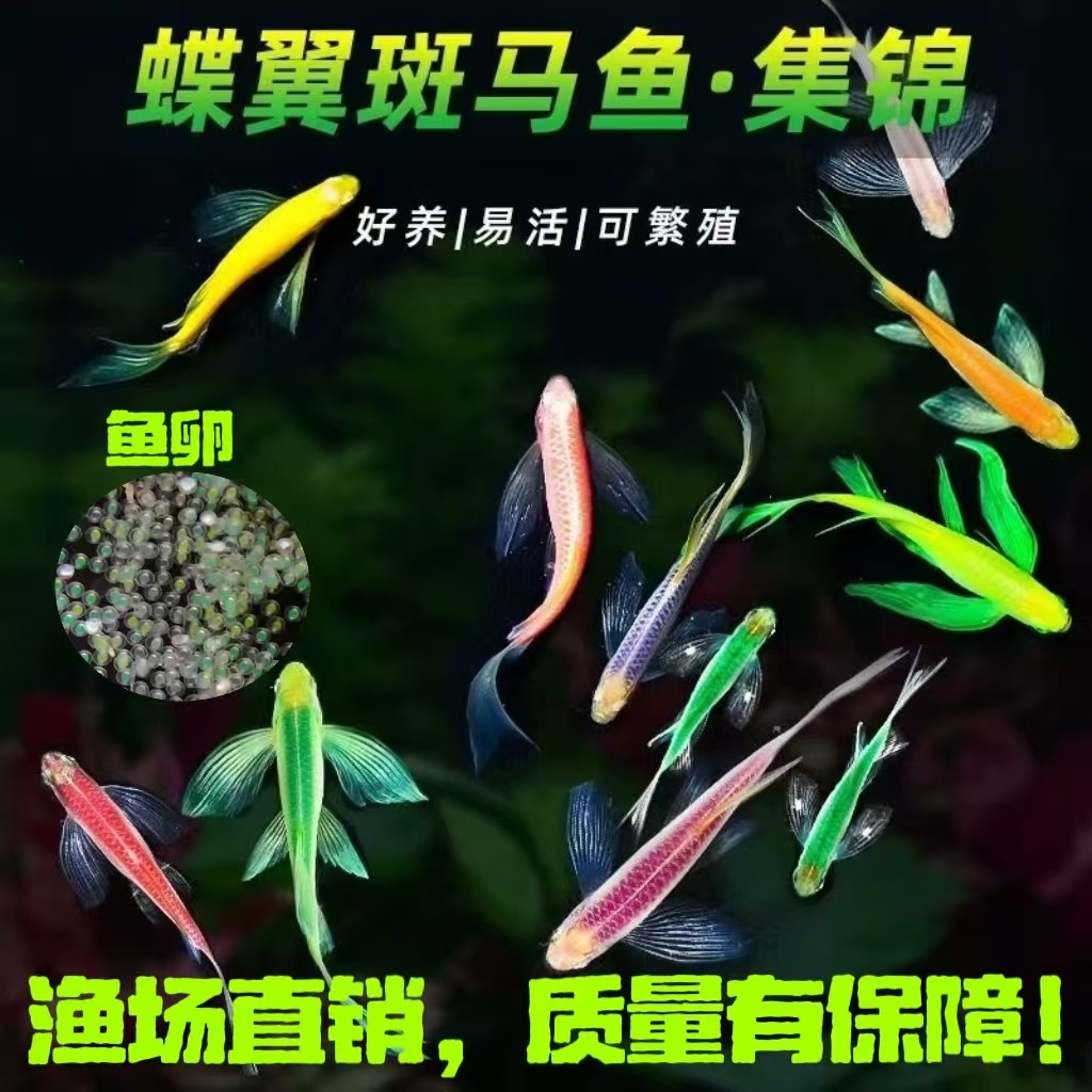 斑马鱼鱼卵-斑马鱼鱼卵促销价格、斑马鱼鱼卵品牌- 淘宝, image size:1024x1024