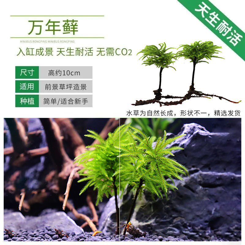 Fish tank water grass fish grass ten thousand years moss water grass living body resistant to low temperature moss fish tank aquarium ecological bottle landscaping