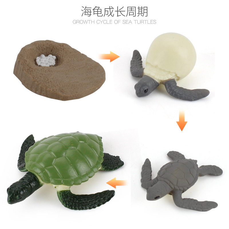 Игрушки-животные 新款仿真实心海龟青蛙蜗牛小鸡动物成长周期幼儿园蒙氏教具模型摆 OTHER