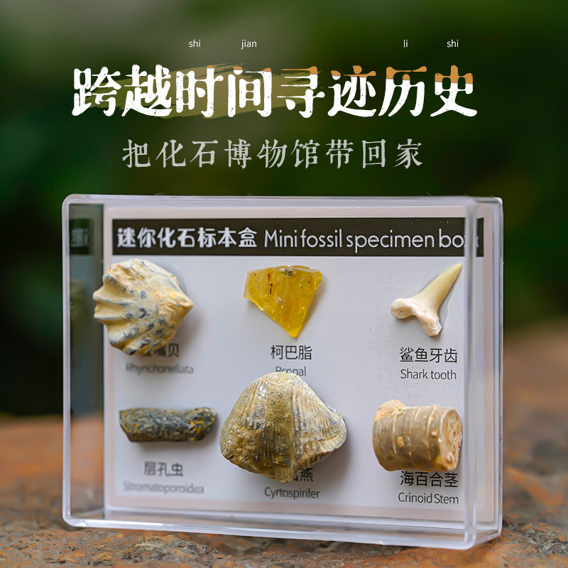 🔍 Kids' archaeological adventure begins! mini fossil specimen box ...