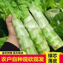 (Fresh Sichuan lettuce 9 pounds) Freshly picked lettuce farm-grown vegetables green bamboo shoots and phoenix tail 1 pound