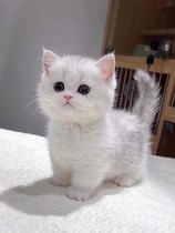 Purebred silver gradient kitten live British short gold gradient cat short cat gold dot silver dot pet cattery cat live animal